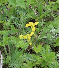 Iris humilis