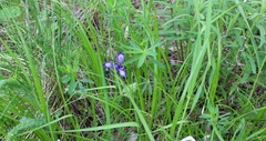 Iris ruthenica