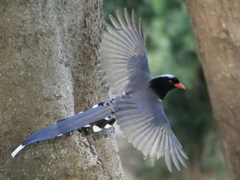 Gymnastik leder Touhou 红嘴蓝鹊 Red-billed Blue-Magpie (版纳植物园常见鸟类) · iNaturalist