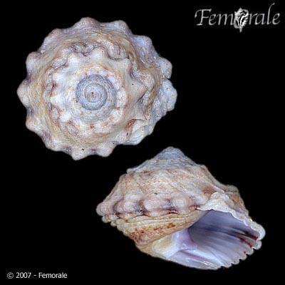 Modulus disculus