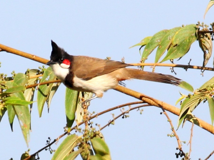 Red-whiskered bulbul - Wikipedia