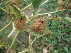 Datura stramonium