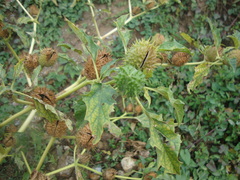 Datura stramonium
