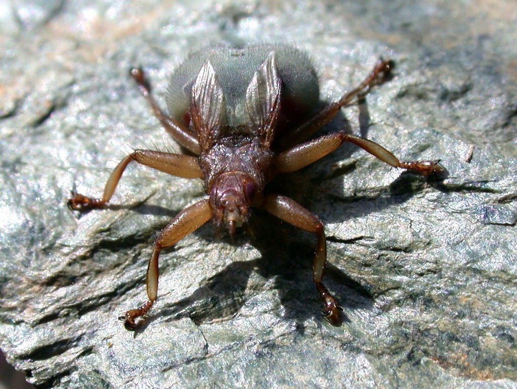 Swift Lousefly