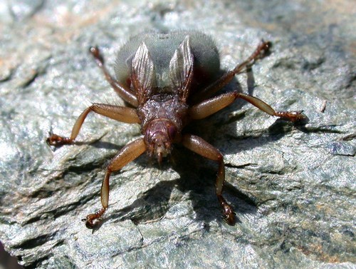 Swift Lousefly