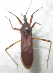 Reduvius tarsatus