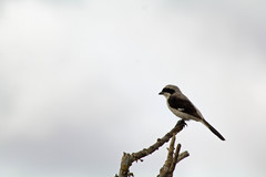 Lanius excubitoroides