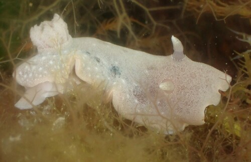 Velvet Dorid
