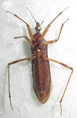 Reduvius tarsatus