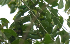 Dendroaspis angusticeps