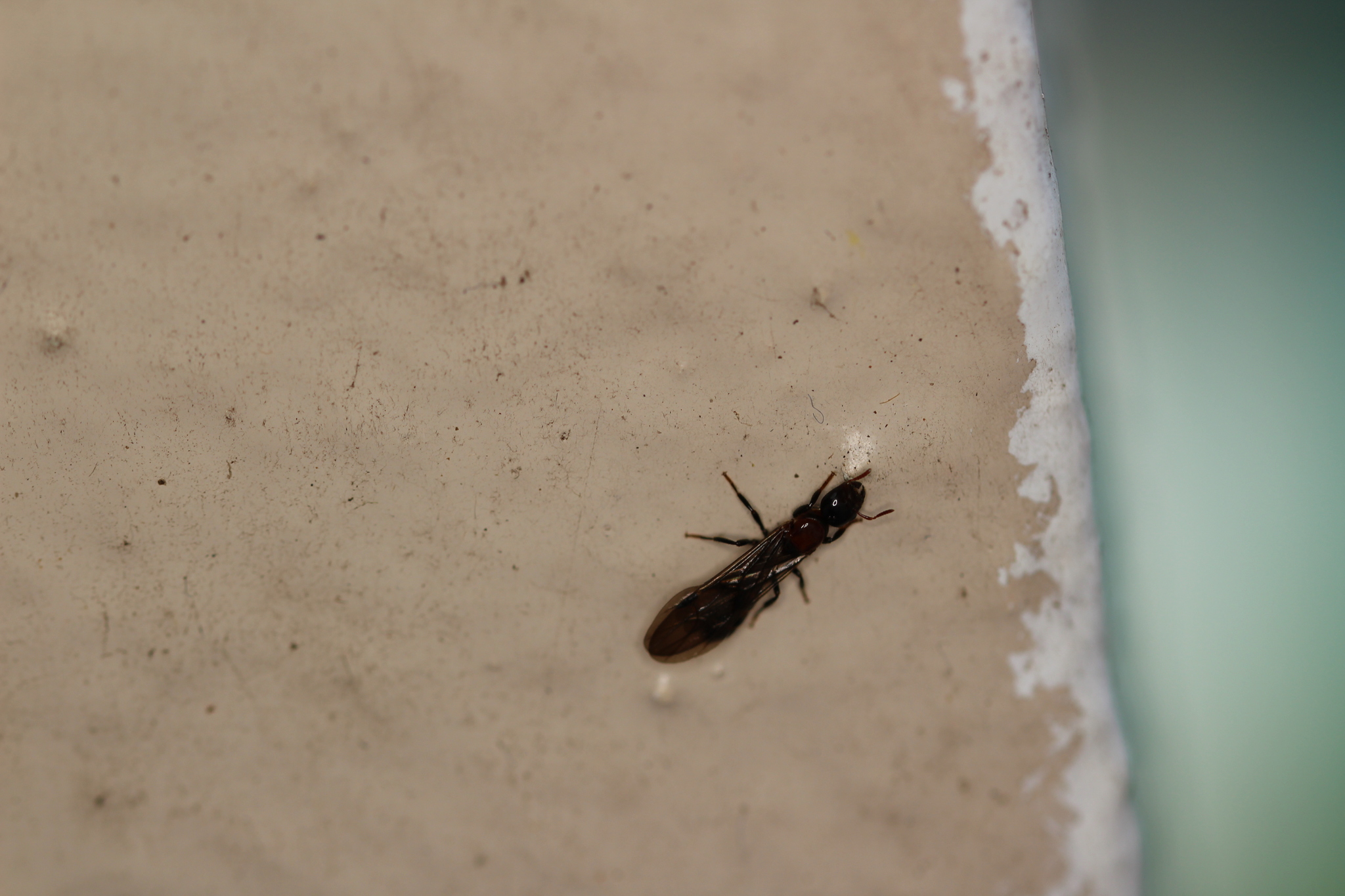 Cladomyrma