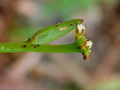Thesium frisea