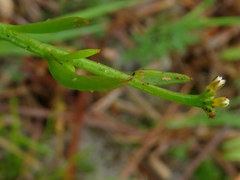 Thesium frisea