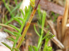 Thesium frisea