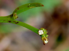 Thesium frisea