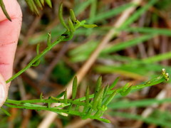 Thesium frisea