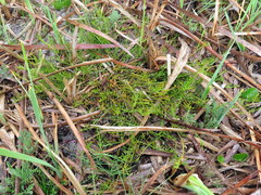Thesium frisea
