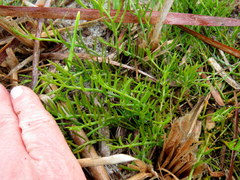 Thesium frisea