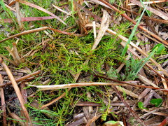 Thesium frisea