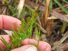 Thesium frisea