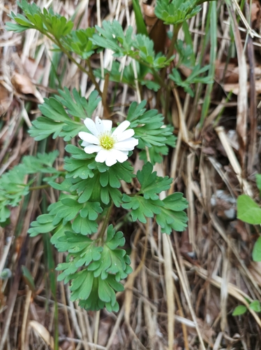 Image of Callianthemum anemonoides by (c) Manfred Kolbacher, some rights reserved (CC BY)