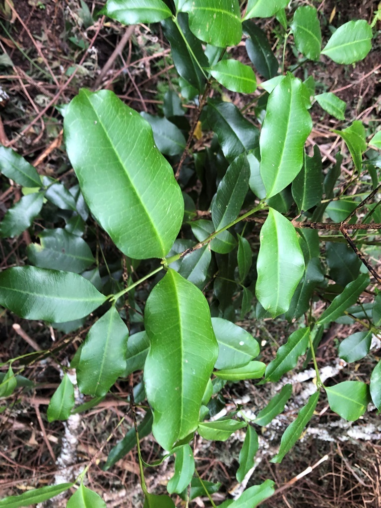 Australian Olive from Redbank Creek QLD 4312, Australia on May 13, 2023 ...