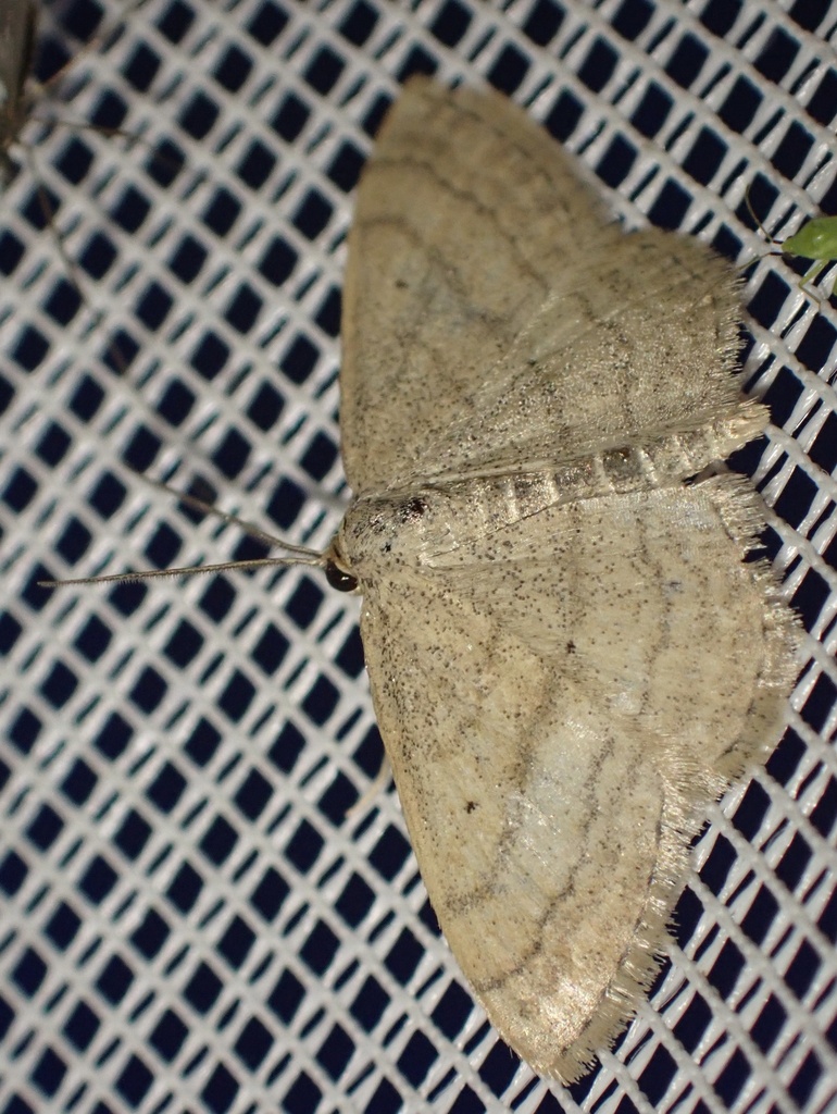 Scopula turbidaria