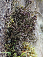 Cladonia subcariosa