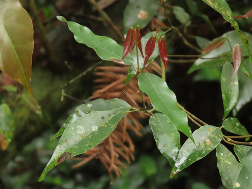 Acer albopurpurascens (Acer albopurpurascens)