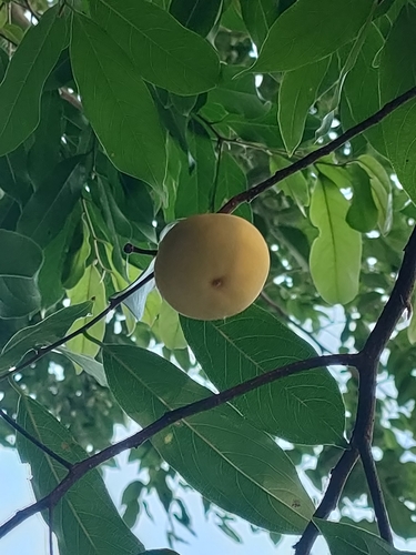 Diospyros decandra, 2023-05-14