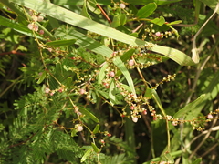 Arrow-leaved Muehlenbeckia (Muehlenbeckia sagittifolia)