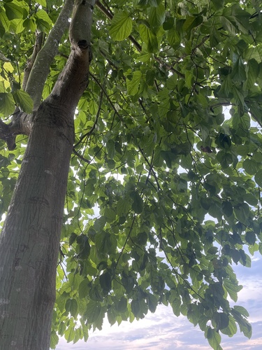 Foto de Pau-rei