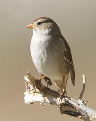 White-Crowned Sparrow photo 5