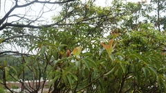 Pyrenaria microcarpa