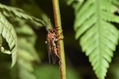 Polistes stabilinus