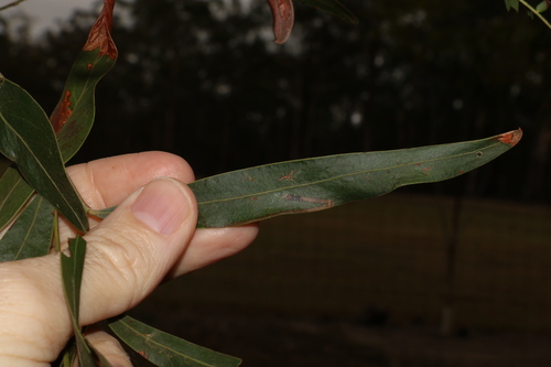 Image of Acacia neriifolia by (c) Greg Tasney, some rights reserved (CC BY-SA)