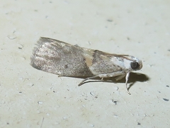 Acrobasis palliolella