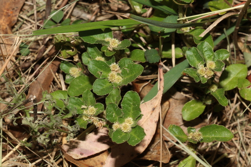 Image of Alternanthera nana by (c) Greg Tasney, some rights reserved (CC BY-SA)