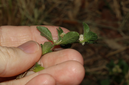 Image of Alternanthera nana by (c) Greg Tasney, some rights reserved (CC BY-SA)