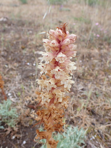 Image of Orobanche amethystea by (c) Louis Aureglia, some rights reserved (CC BY)