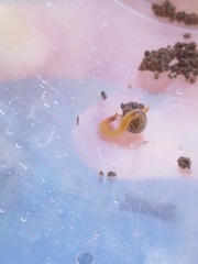 Geophilomorpha
