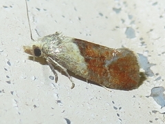 Cochylis viscana