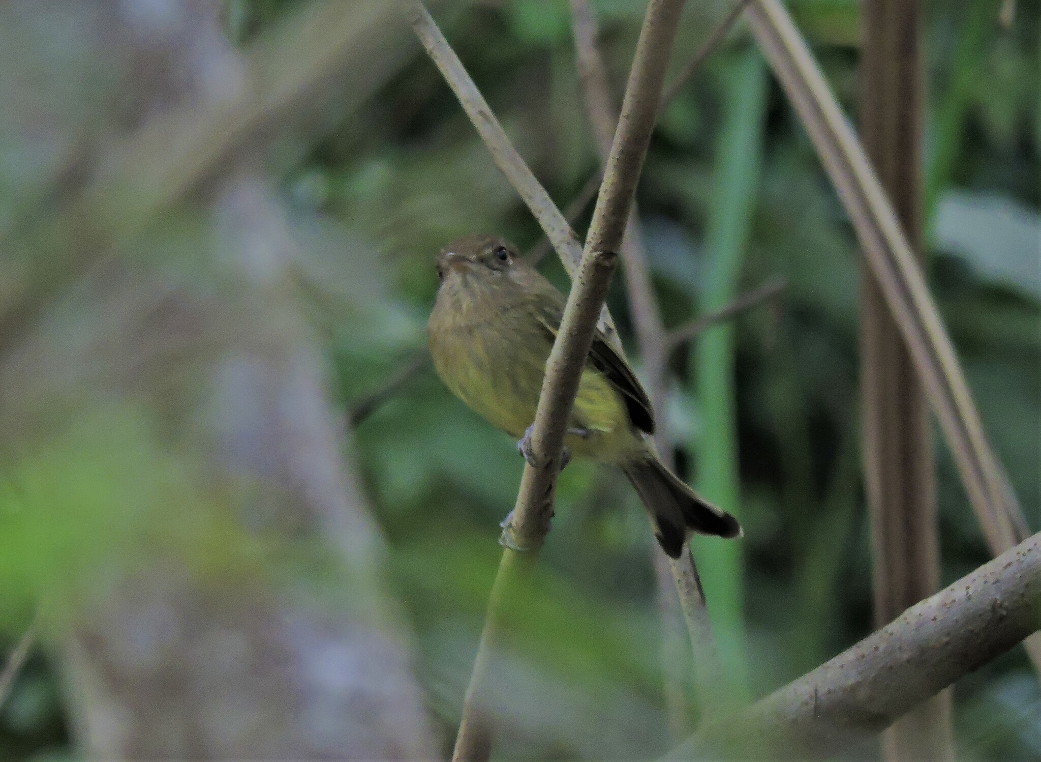 Kaempfer's Tody-Tyrant (Hemitriccus kaempferi), photo 6