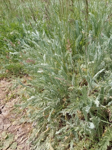 Tanacetum millefolium, photograph 3