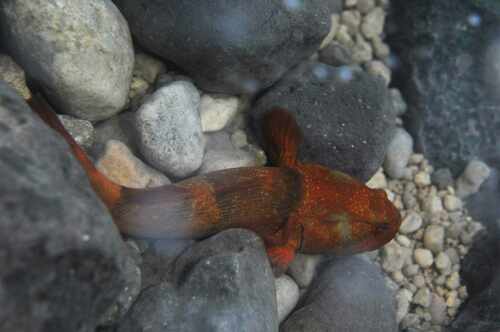 Throatspine gudgeon (Belobranchus belobranchus) — Eleotridae — 3