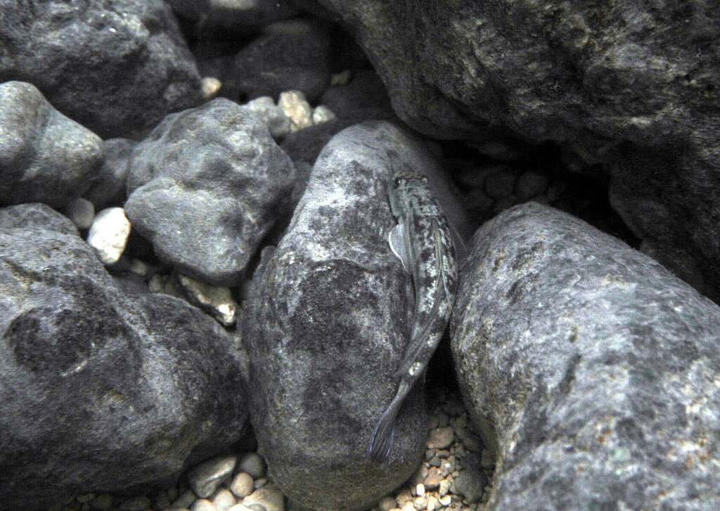 Sicydiinae in February 2013 by tmenut. ?? pas sûr du tout. Un peu