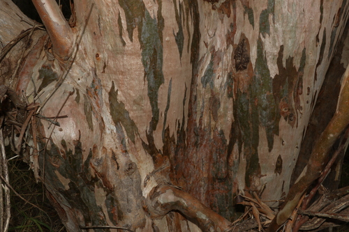 Image of Eucalyptus interstans by (c) Greg Tasney, some rights reserved (CC BY-SA)