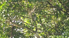 Cotinga amabilis