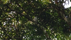 Cotinga amabilis