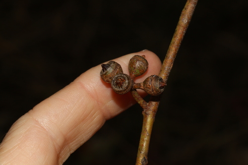 Image of Eucalyptus interstans by (c) Greg Tasney, some rights reserved (CC BY-SA)
